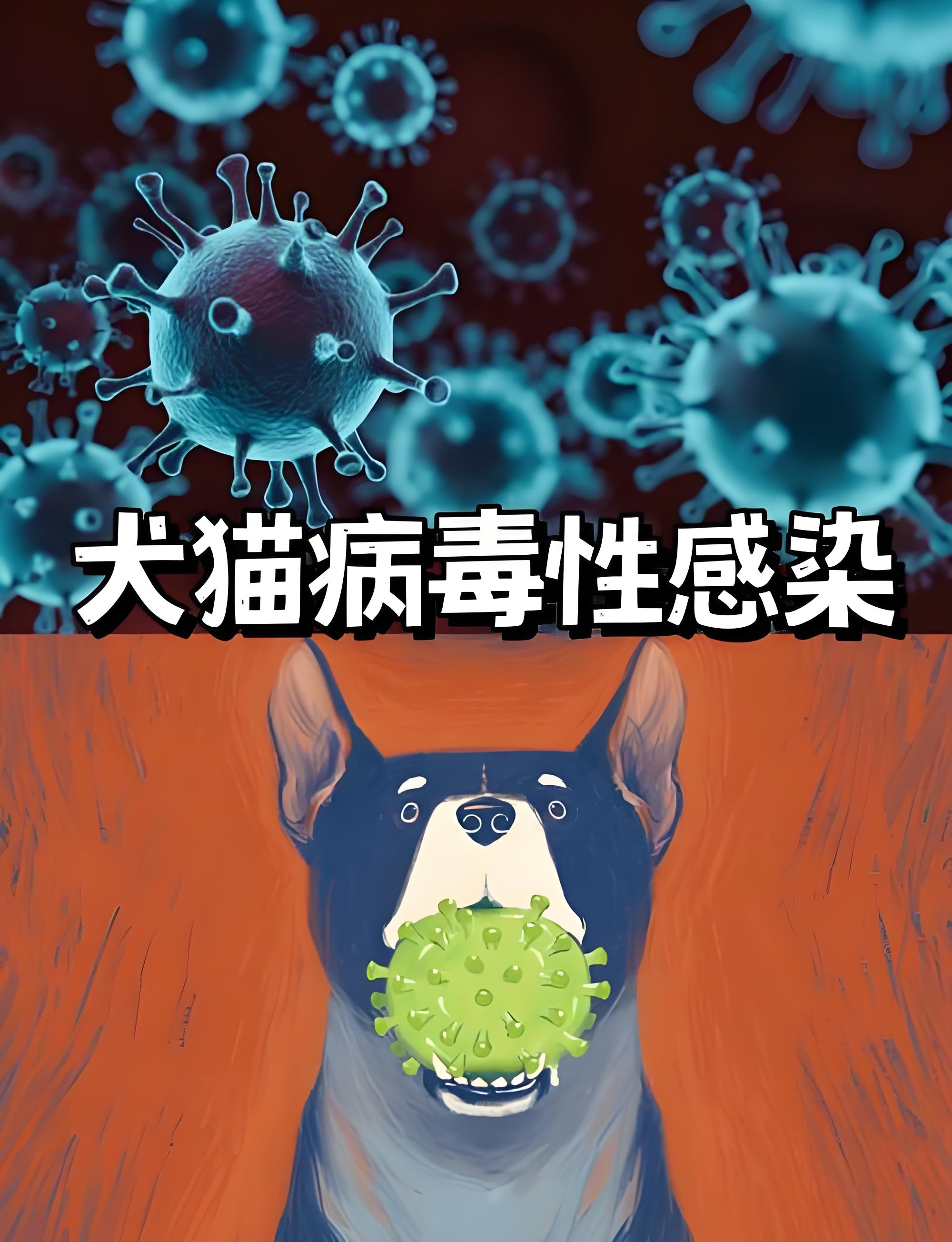 夏季应该主要的野猫 野狗的身上危害