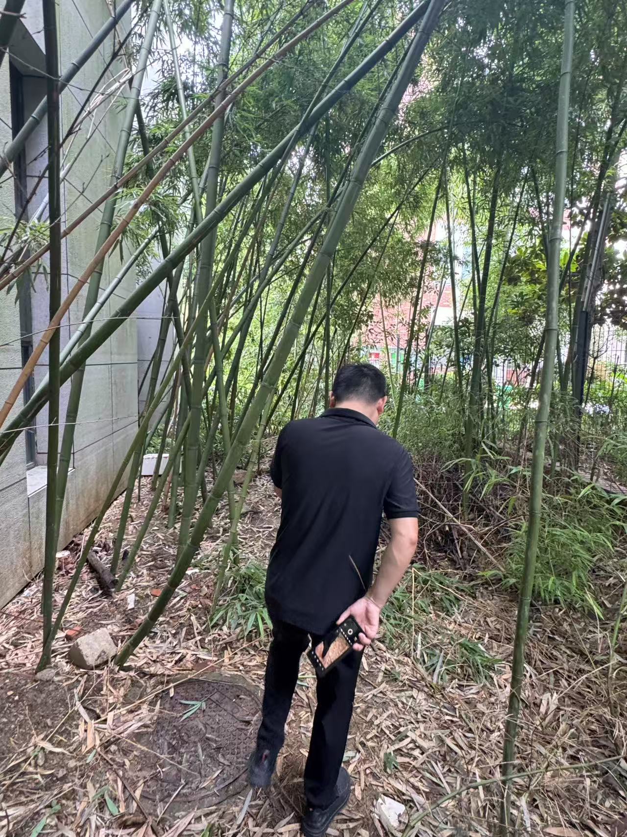 苏州洁思泰消杀公司学校竹林白蚁专项防治方案